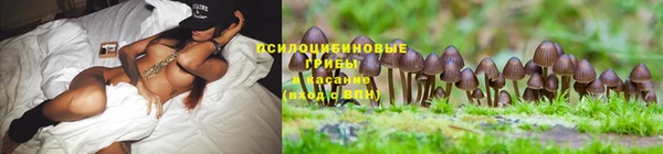 сатива Магас