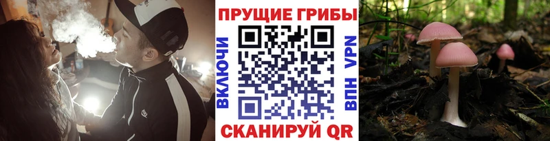 блэк спрут   Хасавюрт  Галлюциногенные грибы Magic Shrooms  где купить  