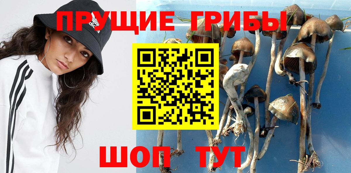 Галлюциногенные грибы Magic Shrooms  купить наркотики цена  Хасавюрт  Вход с VPN 